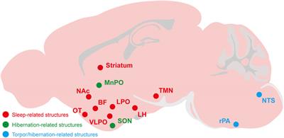 Adenosine and P1 receptors: Key targets in the regulation of sleep, torpor, and hibernation